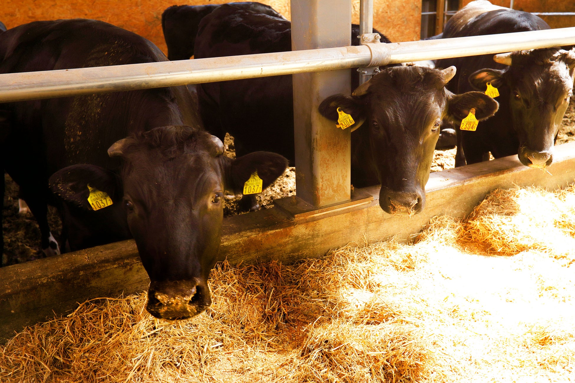 スターゼン、畜産由来の温室効果ガス削減の取り組みを和牛で開始。環境対策を「価値」として農場へ還元し、持続可能な畜産経営を後押し