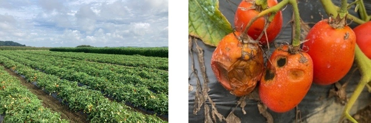 【摂南大学】加工用トマト 成熟期の病害による腐敗要因を解明