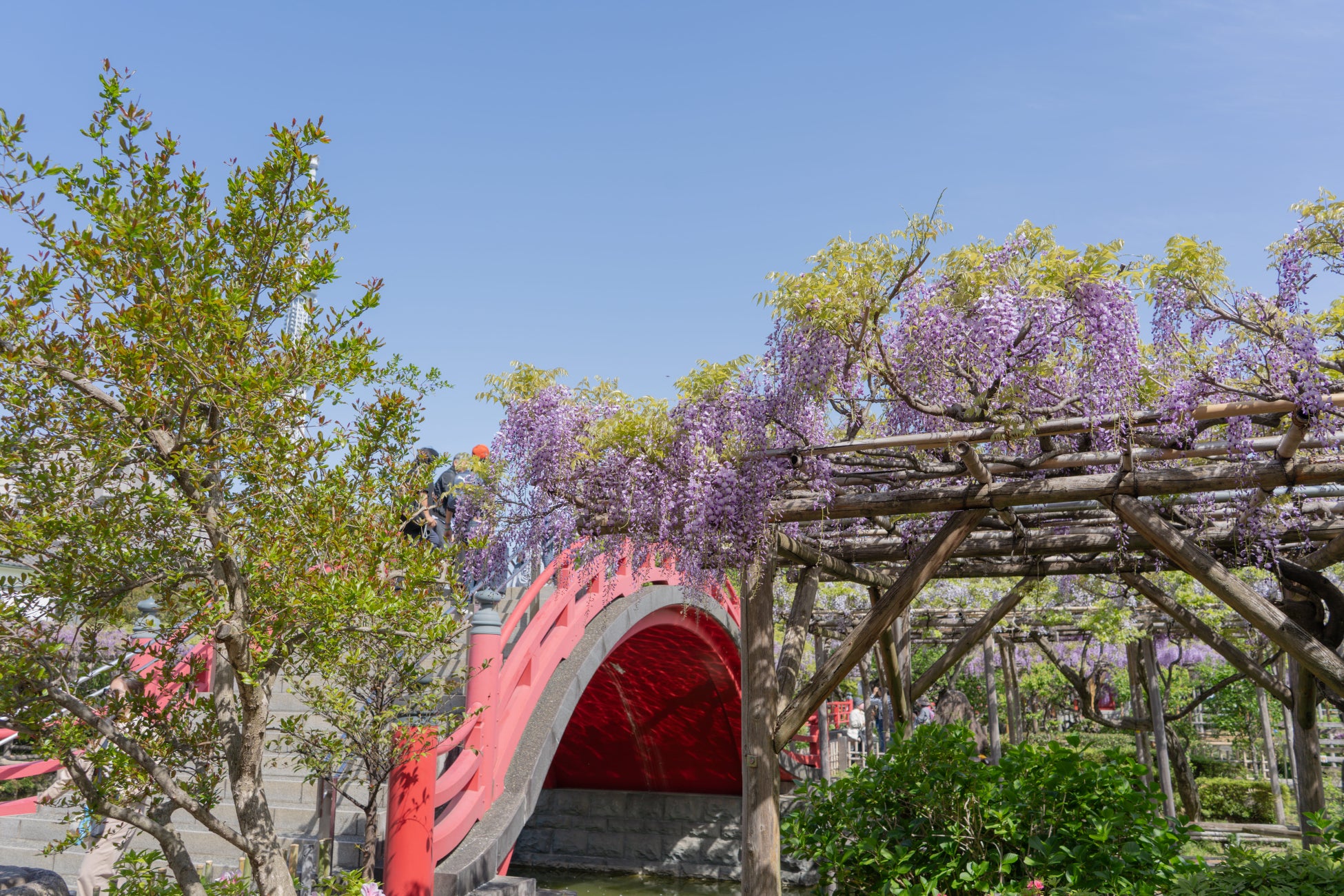 【亀戸天神 藤まつり】に合わせて、船橋屋が藤色スイーツ4種を提供