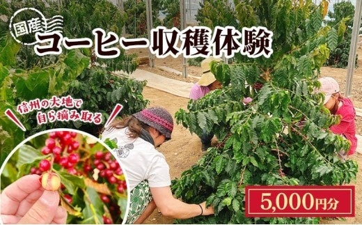 【長野県東御市】上田市との共通ふるさと納税返礼品として希少な「国産コーヒー収穫体験」を新たに追加