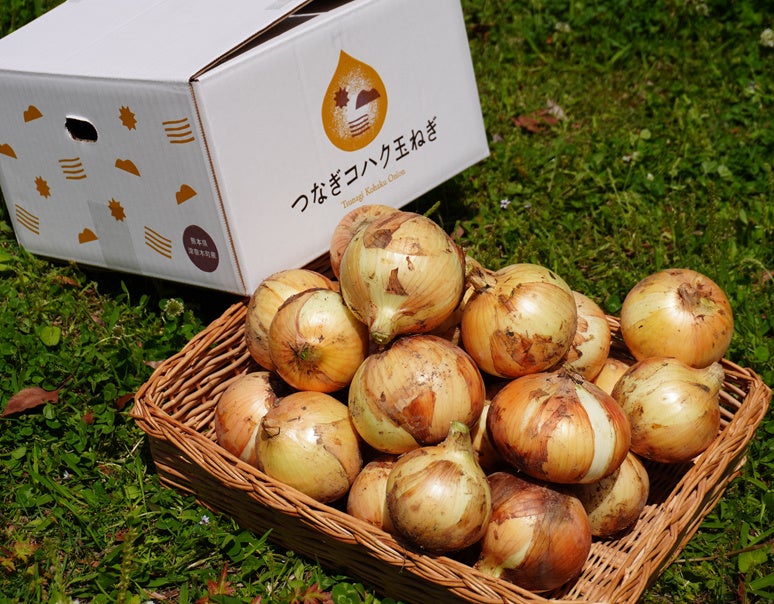 【熊本発・春の2ヶ月間だけの味】水にさらさず食べられる新玉ねぎ、甘みとみずみずしさ際立つ希少品種「つなぎ琥珀玉ねぎ」限定販売