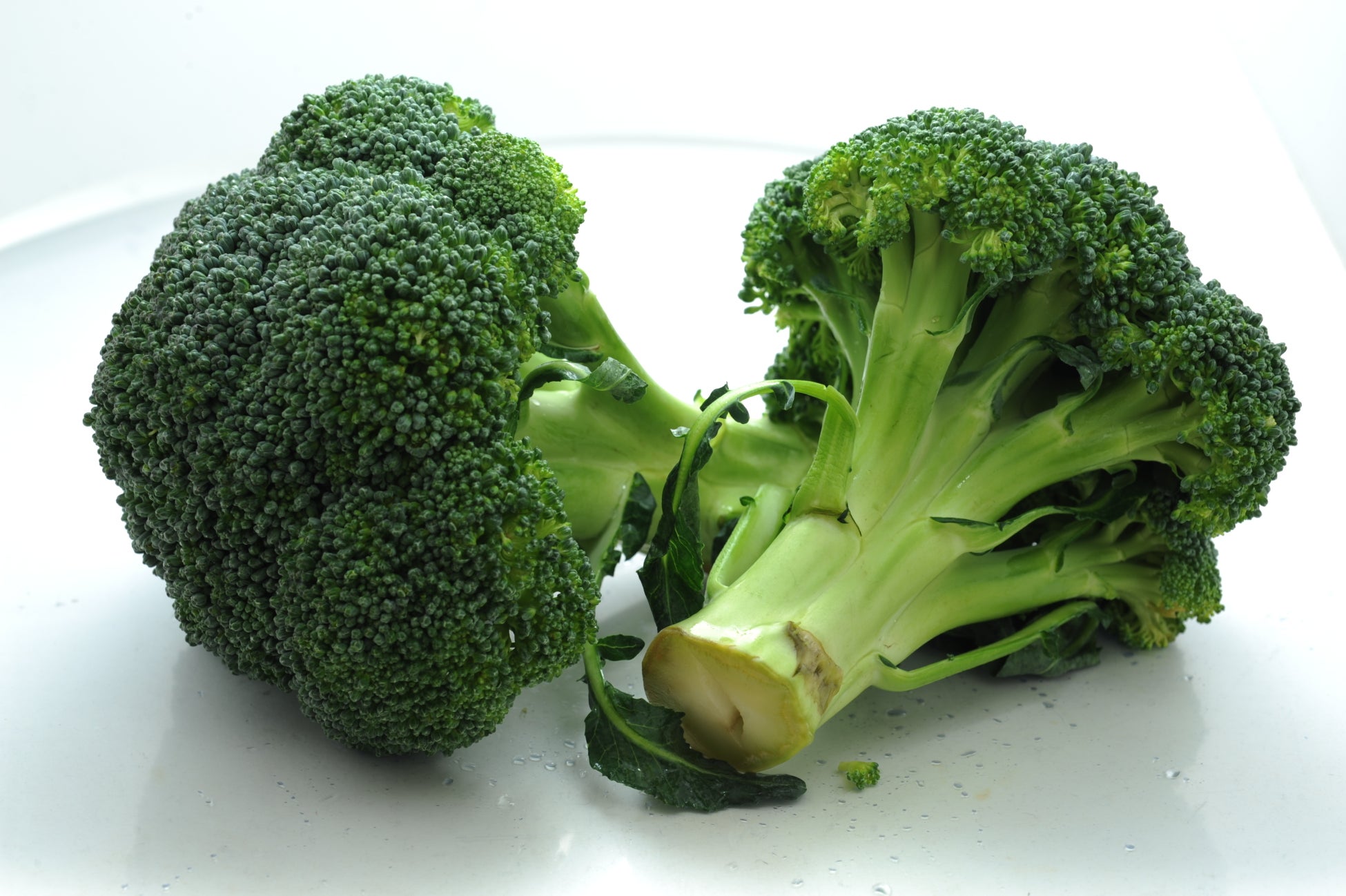 本日4月1日、ブロッコリーが指定野菜に！日本唯一のGI登録「大山ブロッコリー」を有する鳥取県が魅力を発信