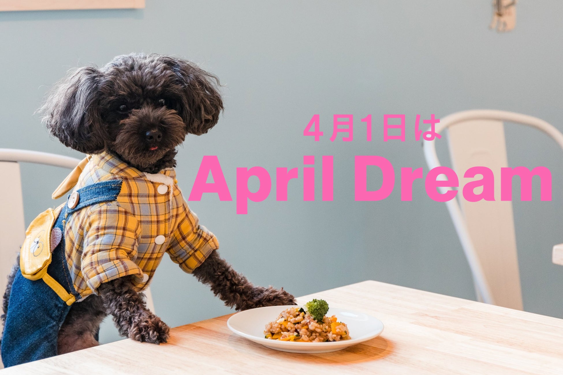 【京都の穴場】犬のくう店長と5人姉妹で切り盛りする店内わんこOKな絵本のようなカフェで『オーガニック京番茶ラテ』や『京生湯葉ライス』など体に優しいメニューでより多くの人と繋がる地域のサードプレイスへ