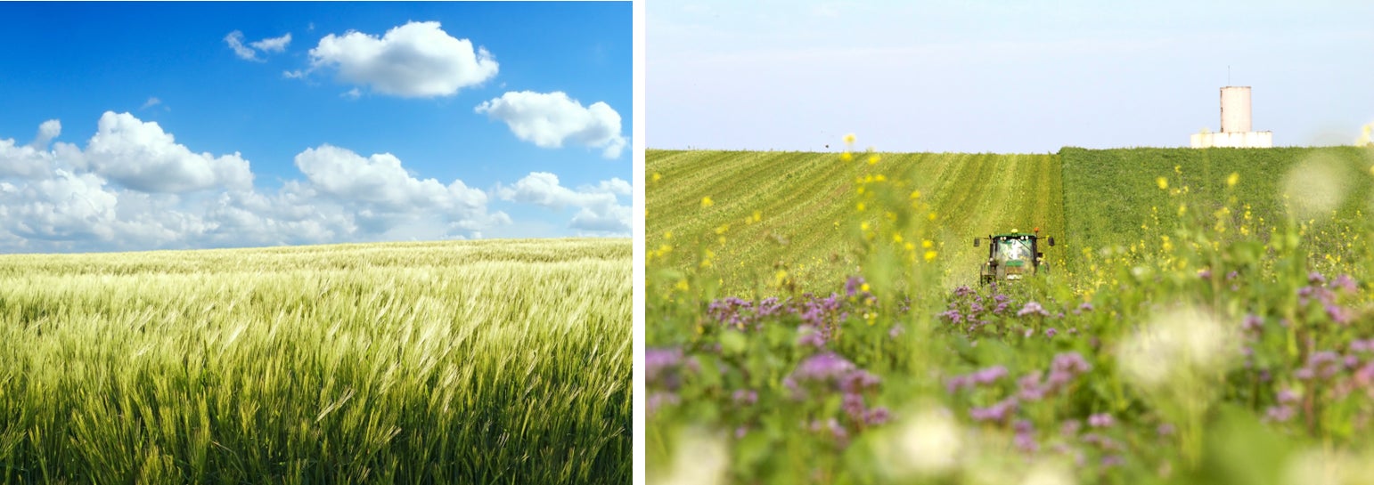 再生農業で栽培し環境負荷を低減した麦芽「Regenova(リジェノヴァ)」をビールに初めて採用