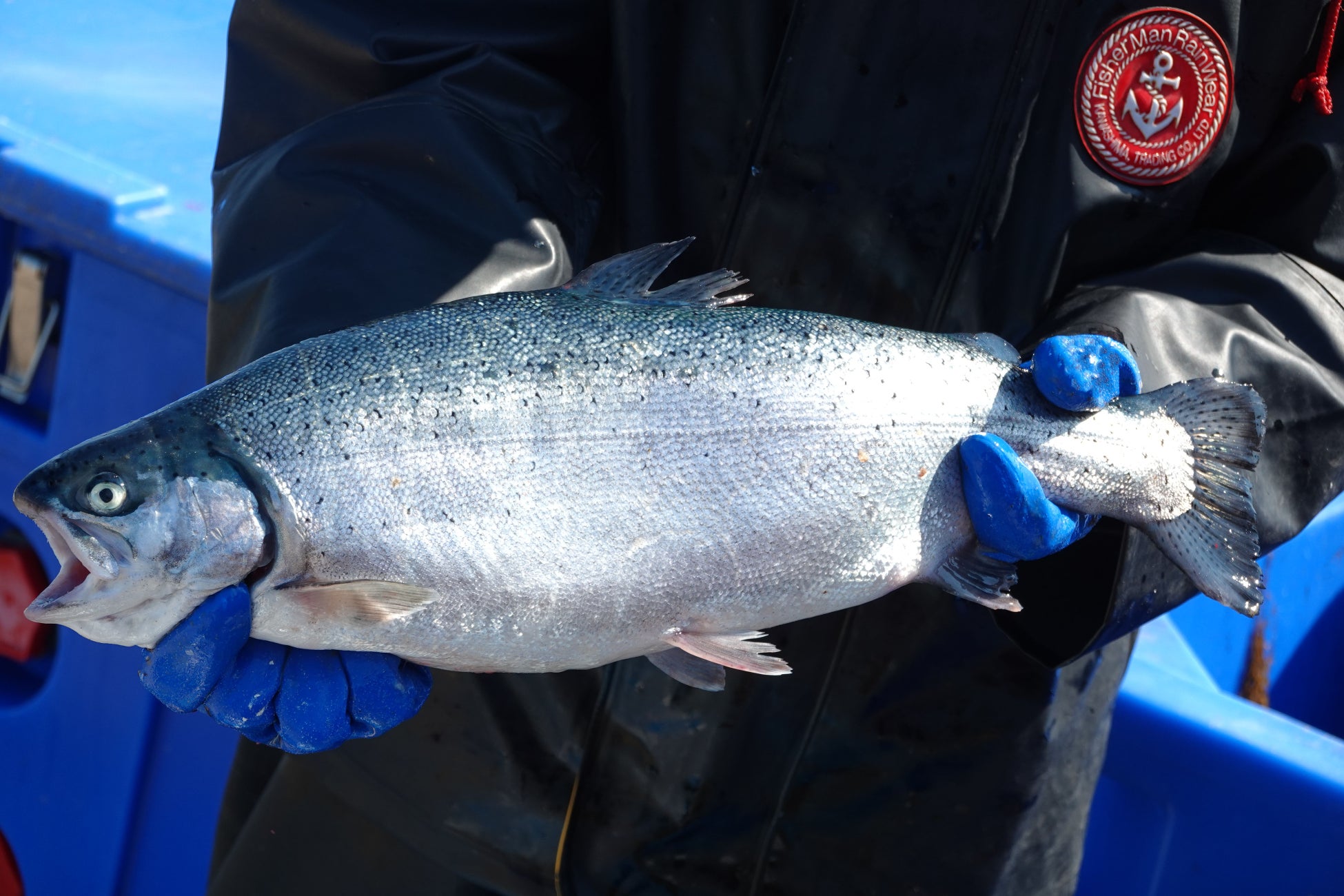 オカムラ食品工業、青森サーモン®の今期水揚げを開始