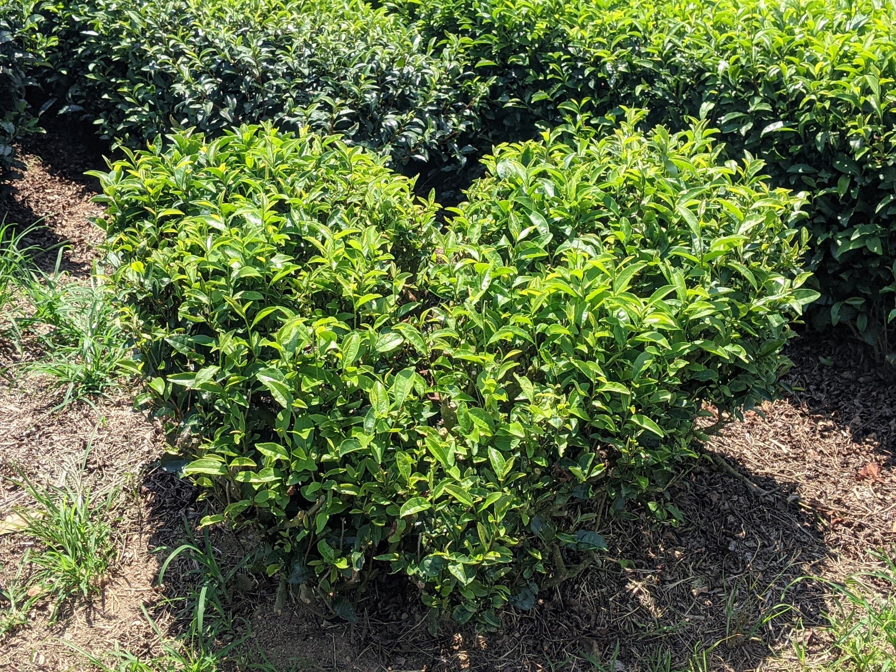 日本一早い露地もの新茶のお茶摘み体験