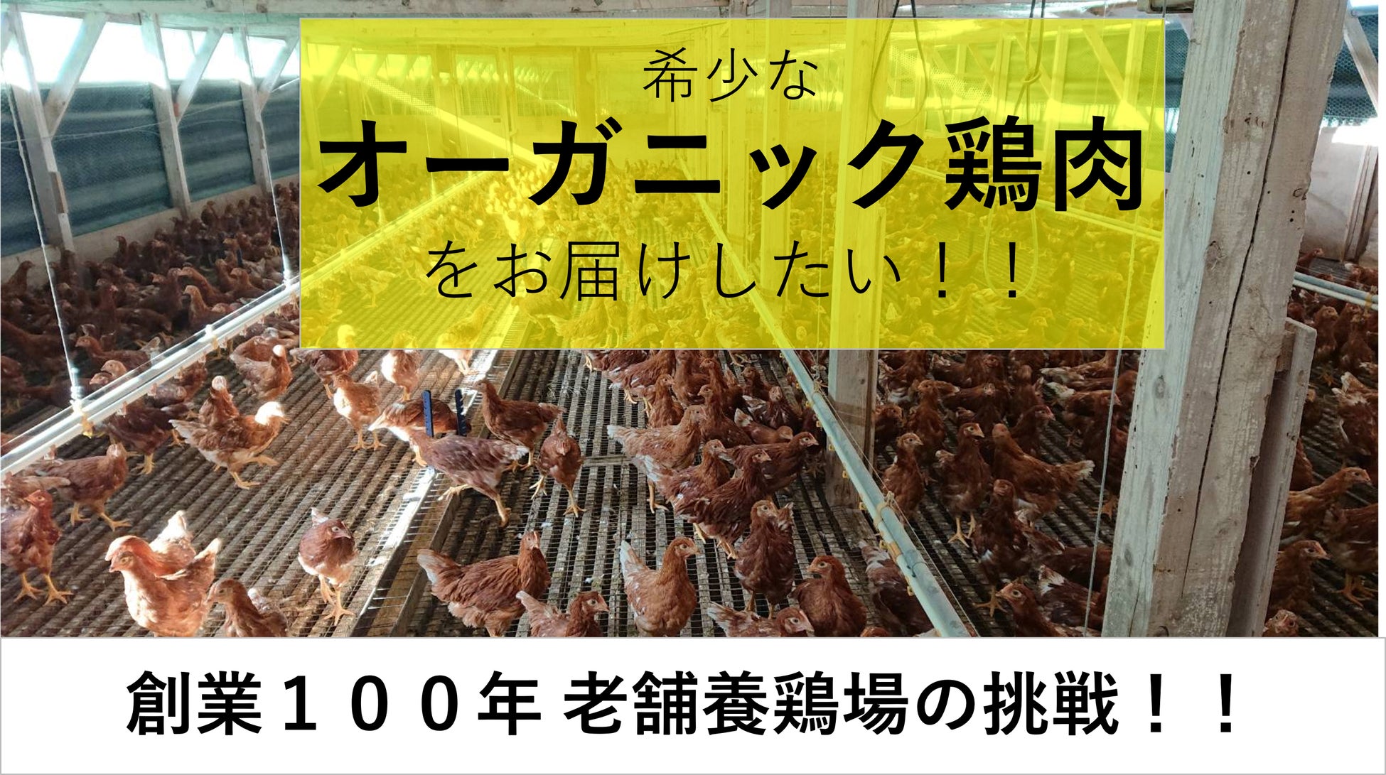 オーガニック鶏肉生産販売挑戦のクラウドファンディング開始