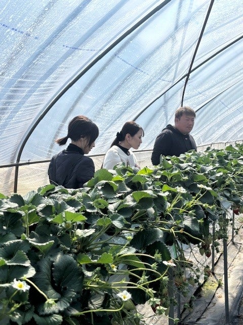 【カフェコムサ】創業30周年を彩る記念ケーキ第二弾、奈良県産いちご「古都姫」のショートケーキタルトをメインにショートケーキフェアを開催！