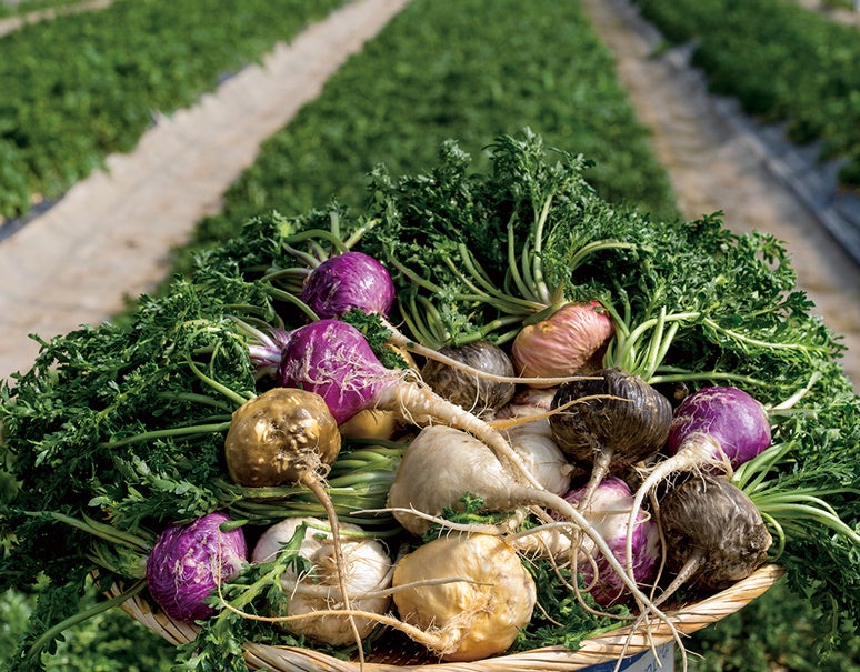 日本産の生マカ「ベジマカ」を葉付きでお届けします！