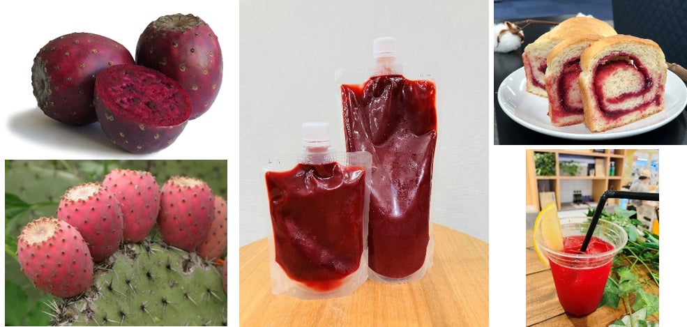 綿半からプリックリーペアピューレ新規格「サボテンフルーツピューレ」が登場！