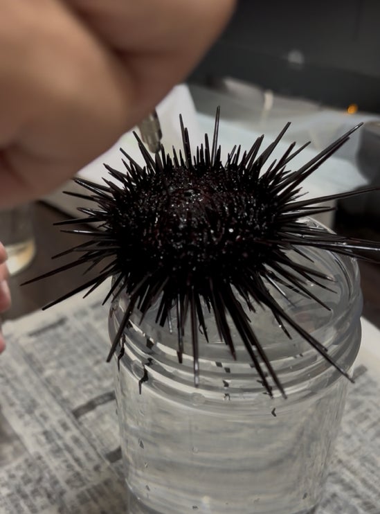 賞金10万円＋命名権！学生が海のない板橋でウニを育て“味をつくり、ブランドを決める” #UNI1グランプリ2026