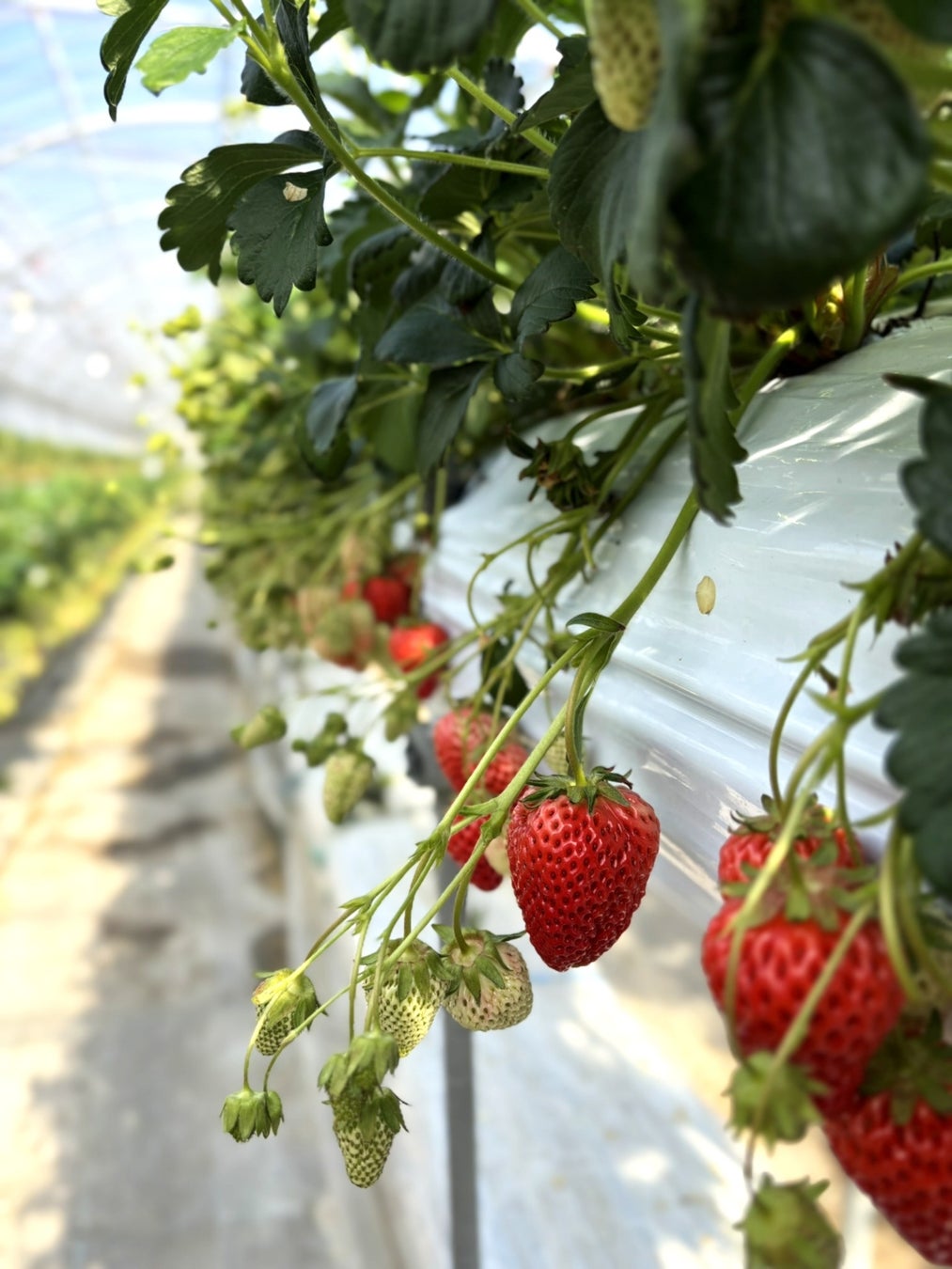 「無糖チューハイ」は“若者の酒離れ”の例外？「氷結®無糖」は20代ファン拡大中