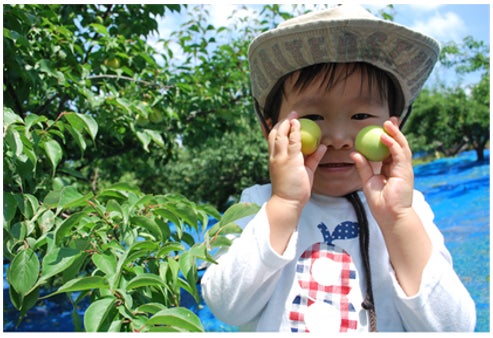【JAF和歌山】梅の香りと初夏の風 家族・友人と楽しむ「JAFデー 梅狩り＆梅ジュースづくり体験」開催！