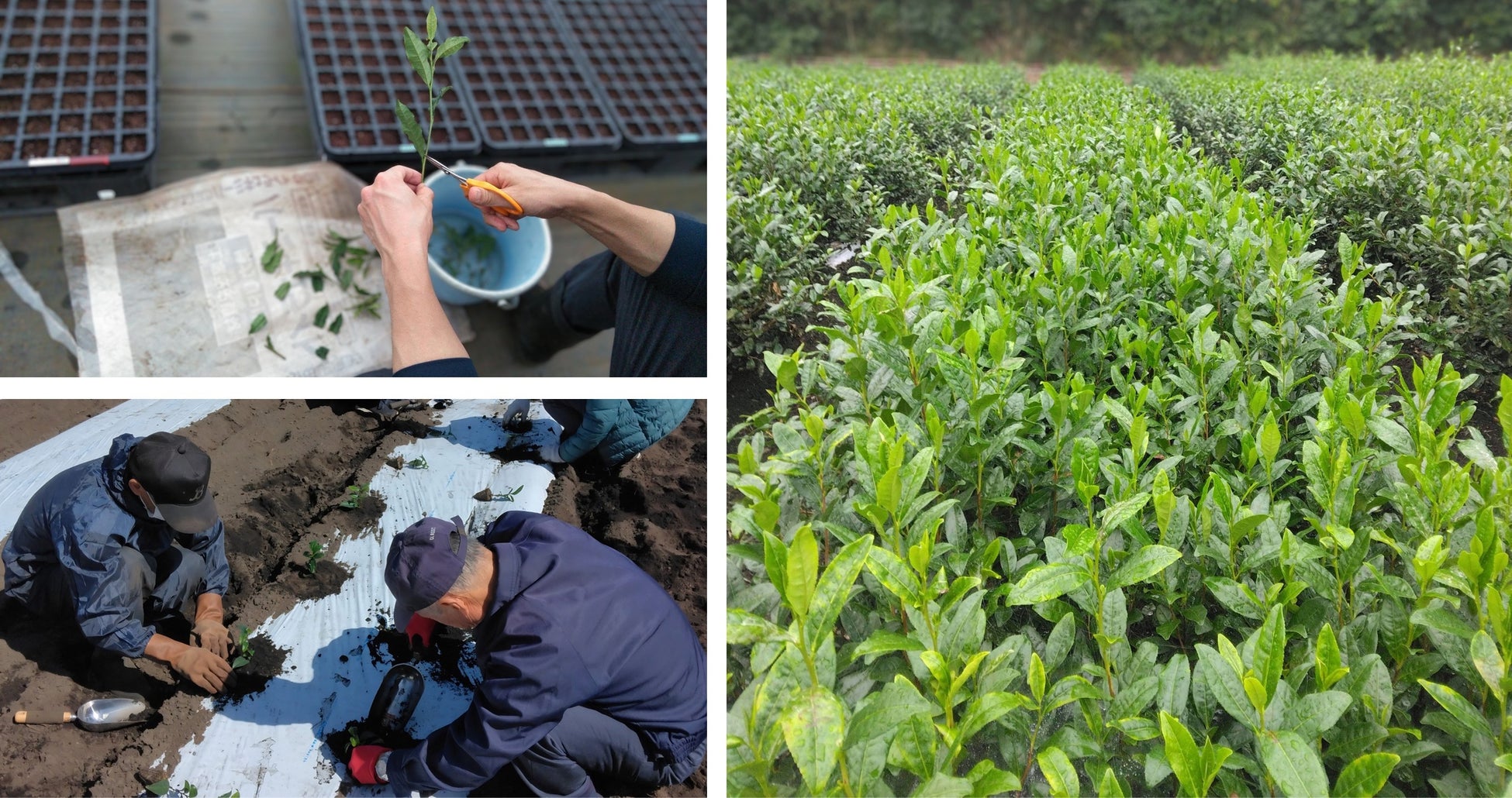 あなたはどっち派？ SNS投票で味が決定「あなたの投票で味が決まる！ メイトーのなめらかプリン カラメルソースは甘い派？苦い派？」開催