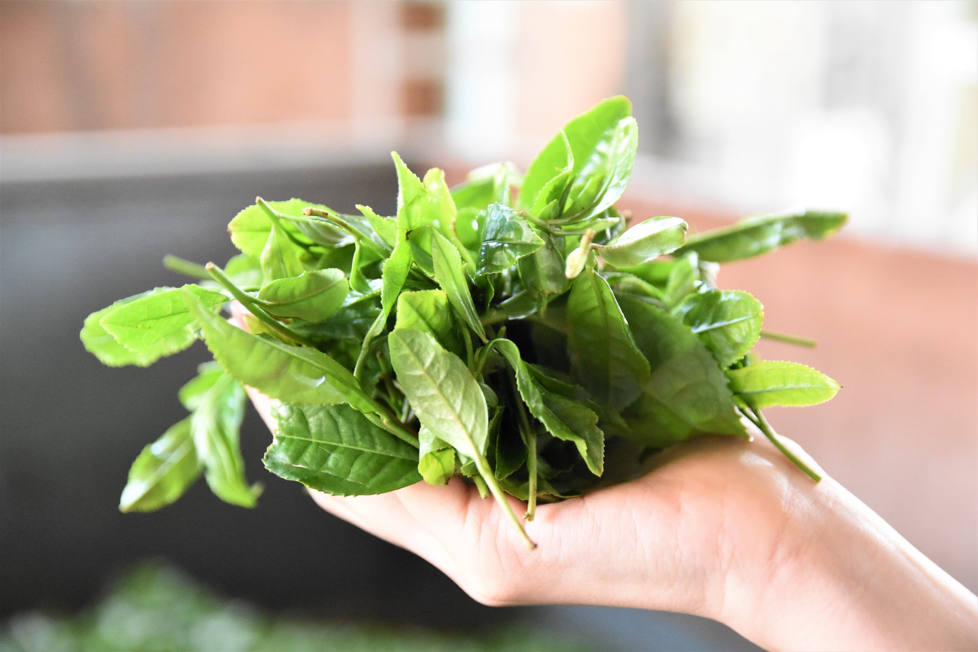 【埼玉県狭山市】狭山新茶まつりの新茶が完成！限定1500本