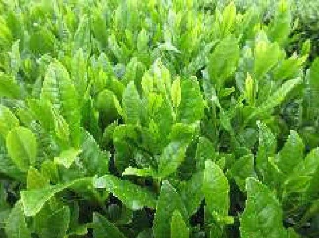 【埼玉県】新品種「彩の女神」「彩の糸」の品種登録出願