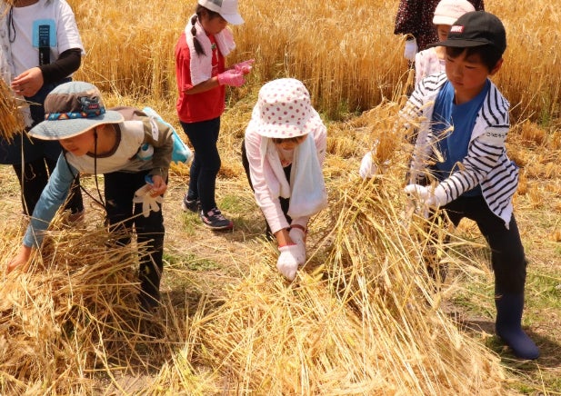 大人の手は借りない！小学生が手作業でもち麦を収穫する本格体験　5/16「もち麦収穫＆調理体験教室」開催のご案内