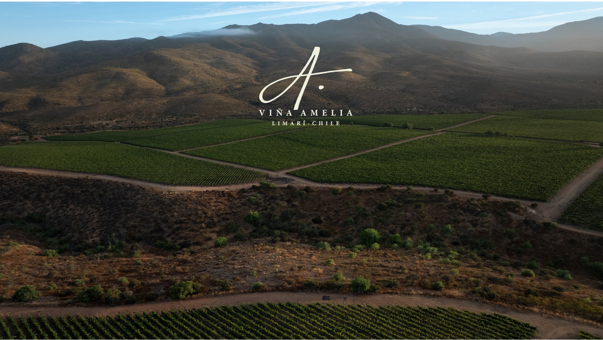 チリワイン コンチャ・イ・トロ、新たな独立ブランド「ヴィニャ・アメリア（Viña Amelia）」を設立