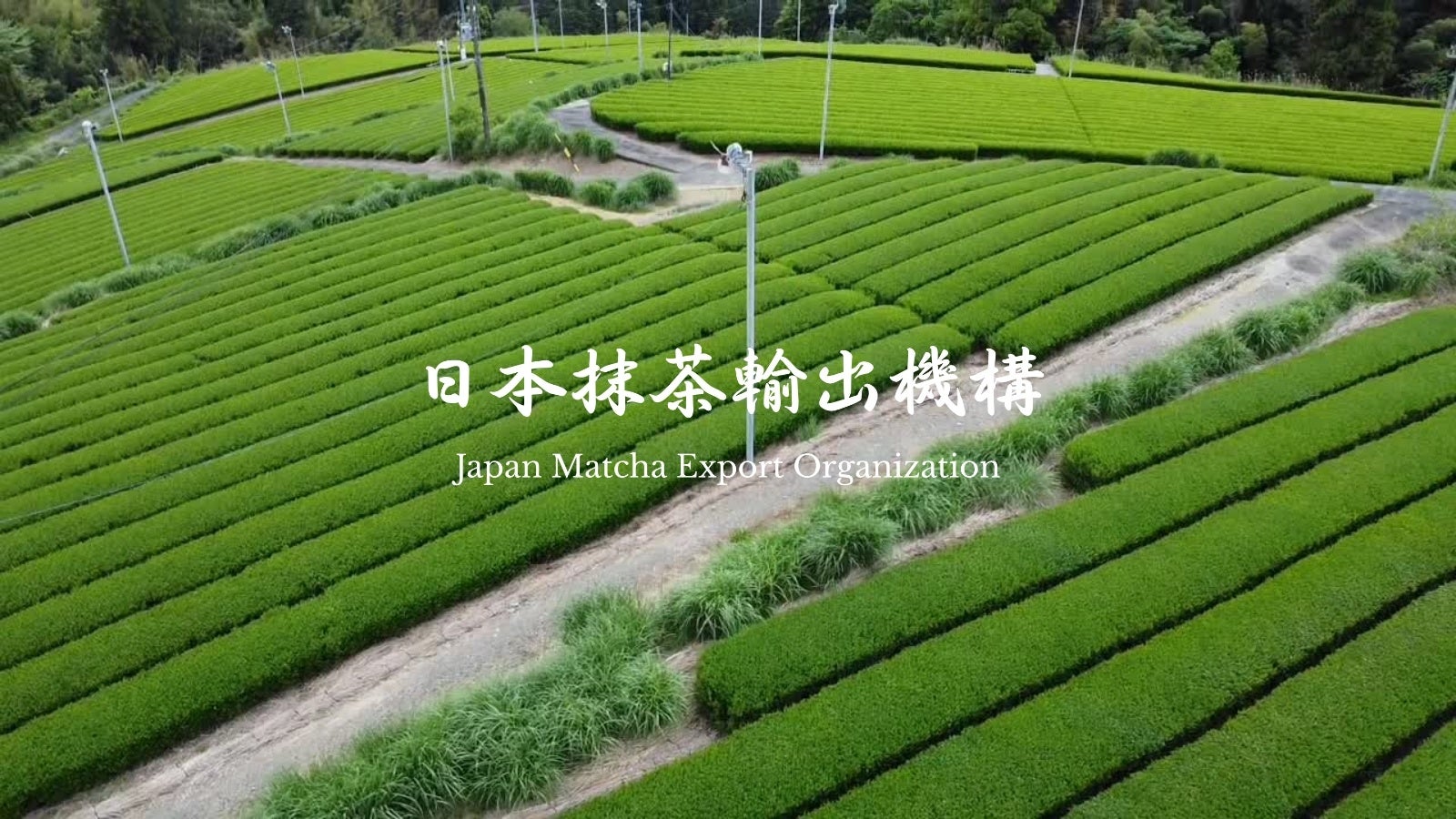 抹茶ブームで深刻化する仕入れ難に対応。日本抹茶輸出機構（JMEX）、業務用粉末抹茶の安定調達窓口を本格始動。国内80社直結×40カ国輸出で卸売・輸出サービスを拡充