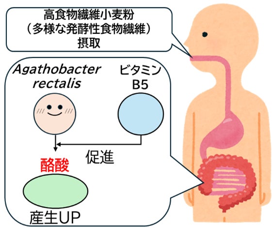 “想い”を届け、こころが通い合うトキを提供する「AGF®ギフト」から2026年夏ギフト新発売のご案内