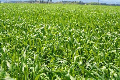 畑のめぐみを、未来に、ともに。「めぐみめぐるAction！」　季節限定「野菜生活100本日の逸品　宮崎マンゴーミックス」新発売