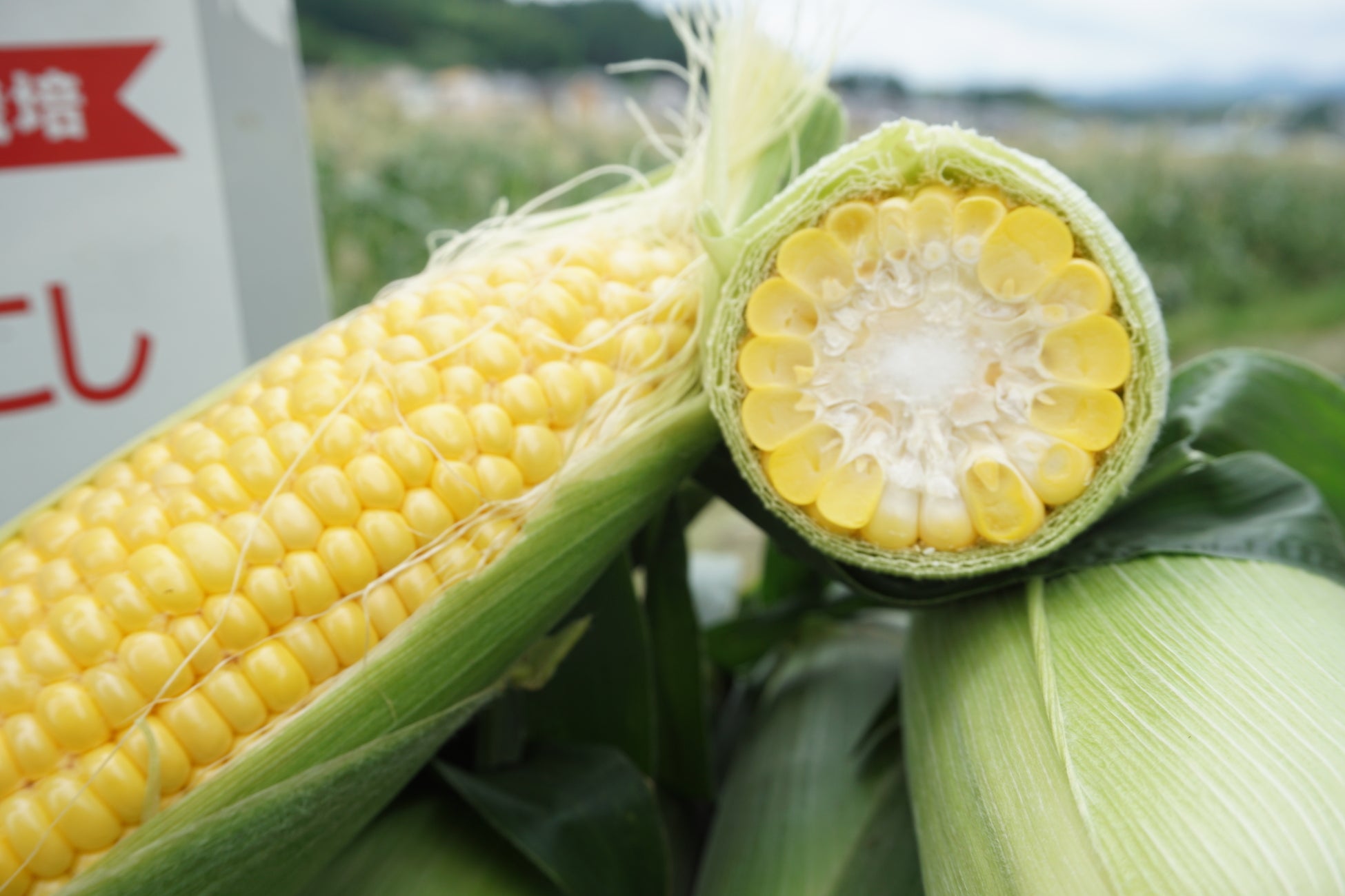 「コーンなにたくさん！」とうもろこしグルメが大集合🌽