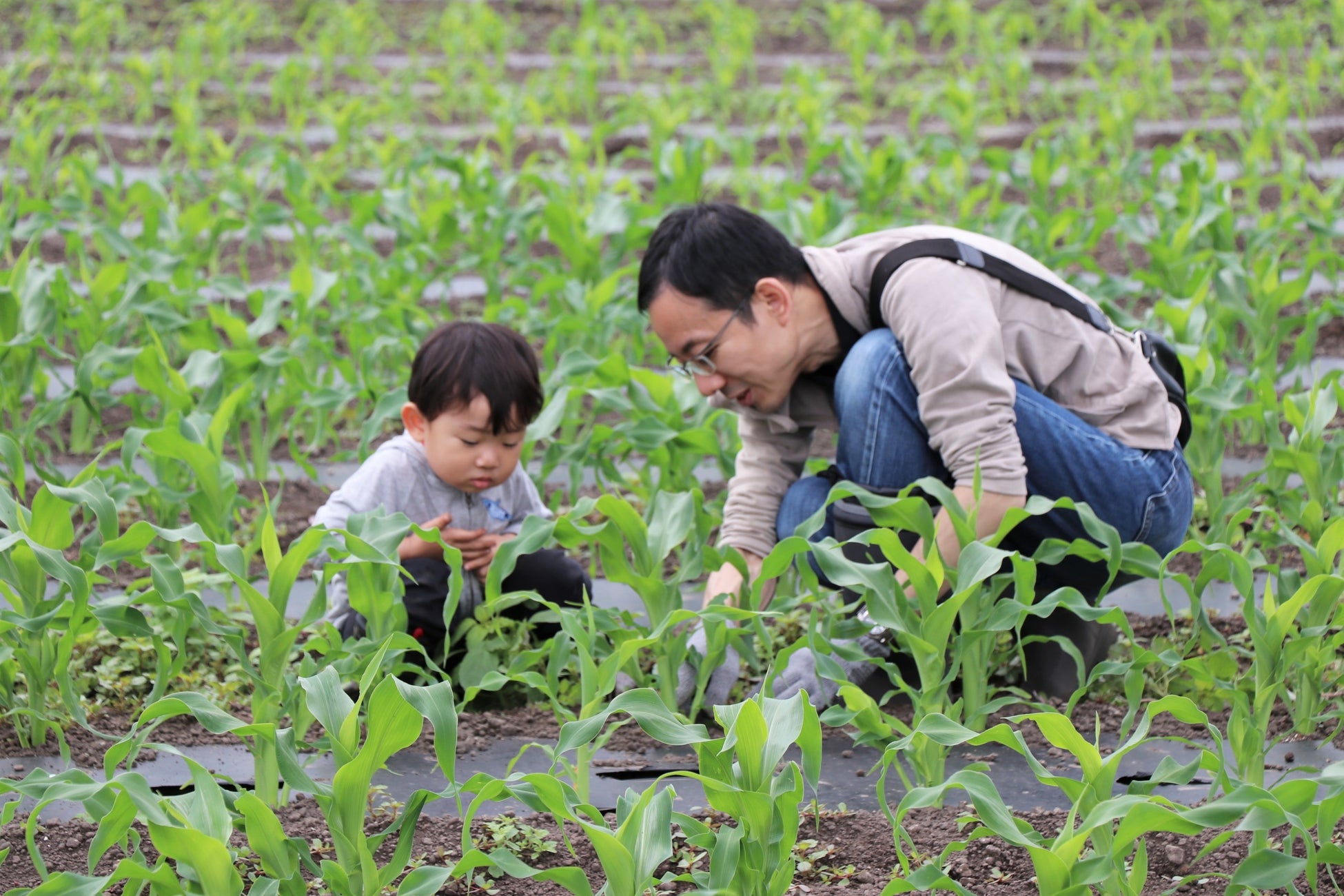 トウモロコシ畑の草取りや小松菜の収穫体験　昭和村「宮田さんち」の畑で　6月6日（土）〔群馬〕