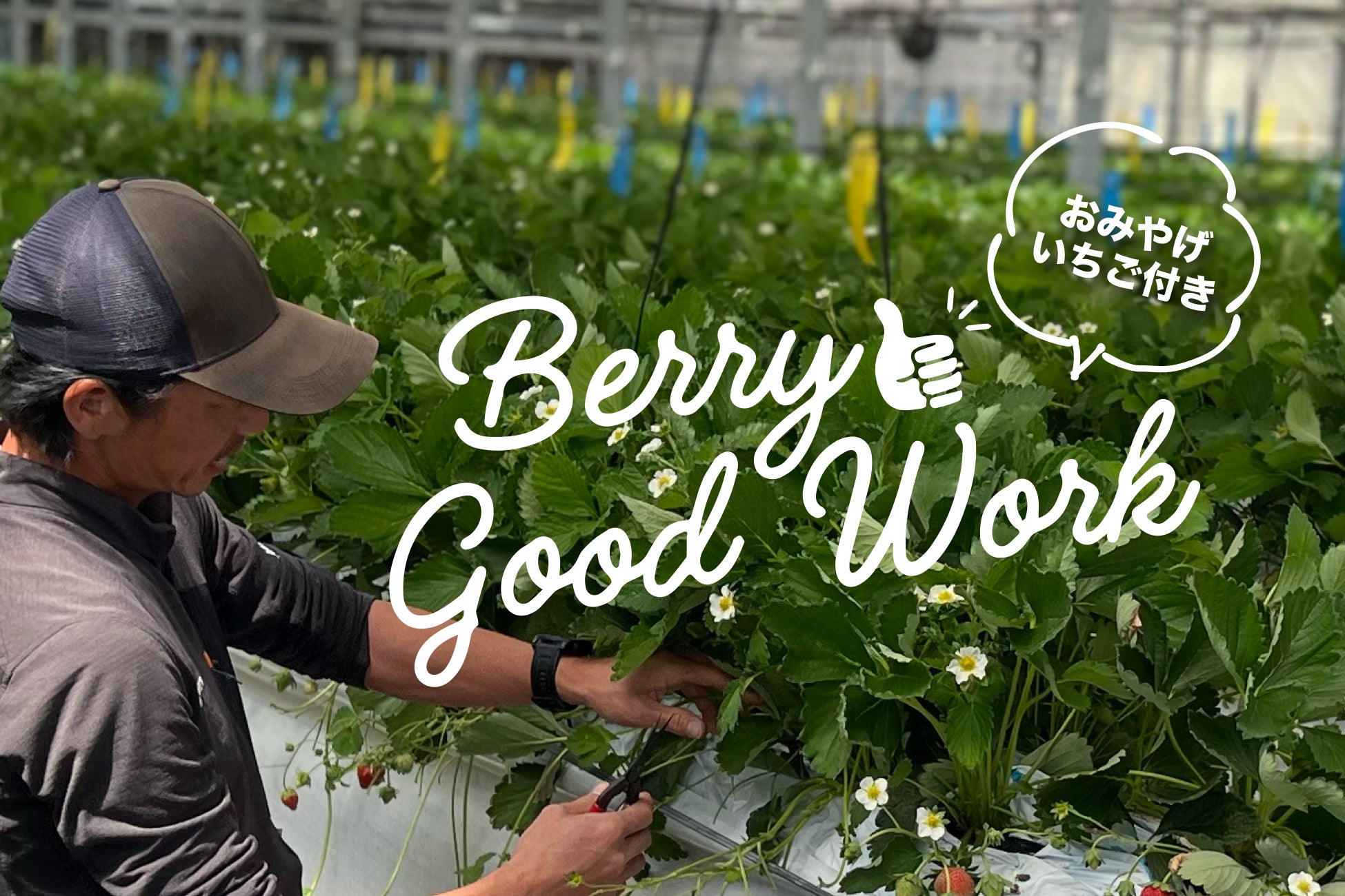 ＜ミガキファーム＞いちご農家の裏側に潜入する農業体験ワークショップ『Berry Good Work』を6月末まで開催
