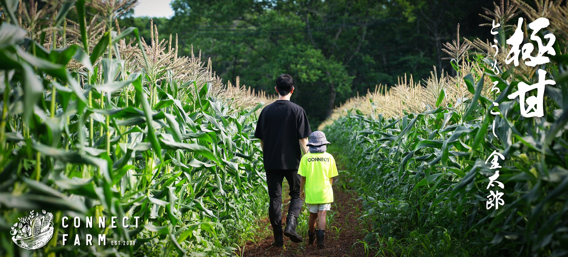 【毎年完売♪】ひと口目で感動する、夏だけの味わい。“極甘”とうもろこし「金太郎」2026年5月25日予約開始！【数量限定】