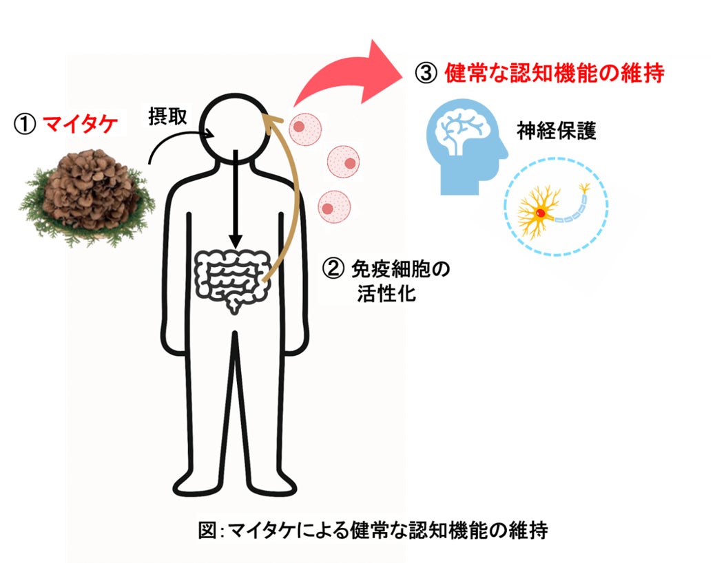 マイタケが認知機能に及ぼす影響に関する研究成果が学術誌 “Journal of Nutritional Science and Vitaminology” に掲載