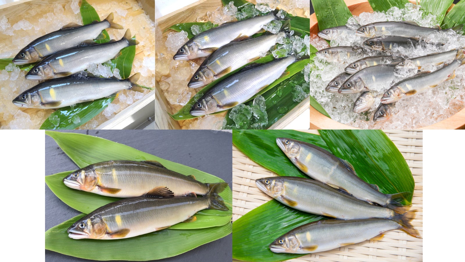 岐阜の鮎、いよいよ解禁！4つの清流の「天然鮎」が、産直通販サイト「ぎふまる」で購入できます！