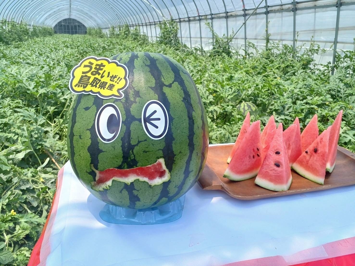 平均重量9.27kg、糖度12.2度　大玉で甘い「鳥取すいか」の季節到来　とっとり・おかやま新橋館で「鳥取すいかフェア」開催
