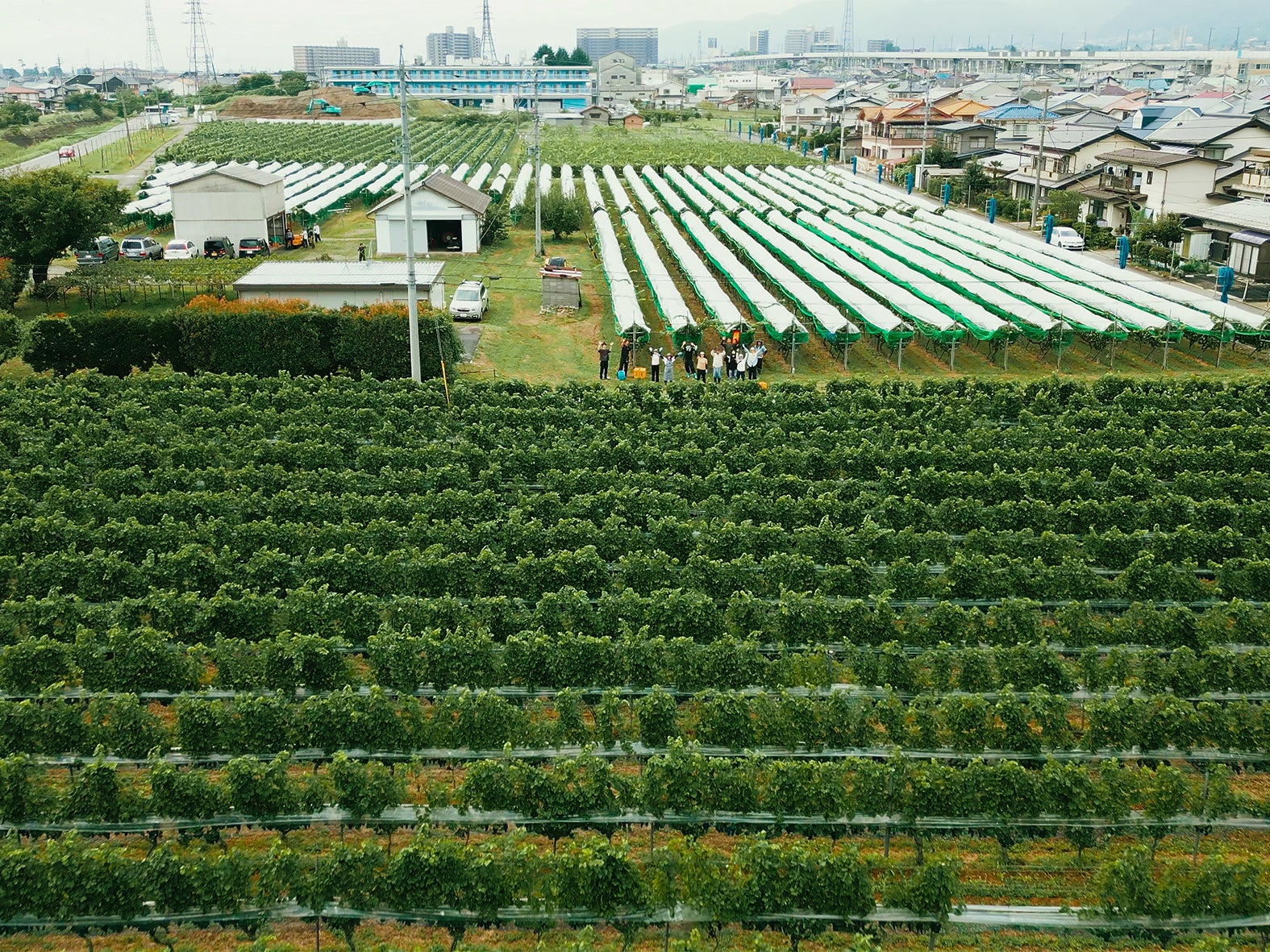 フォンスグループの自社農園「FZ farm Furusato Vineyard」ファーストヴィンテージワイン７月４日(土)販売開始！