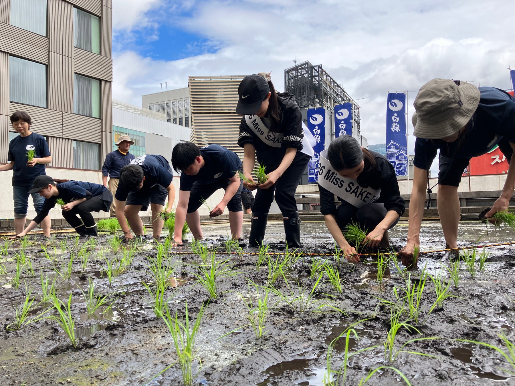 今年が最後の米作り！自社ビル屋上「白鶴銀座天空農園」で酒米「白鶴錦」の田植えが無事終了！