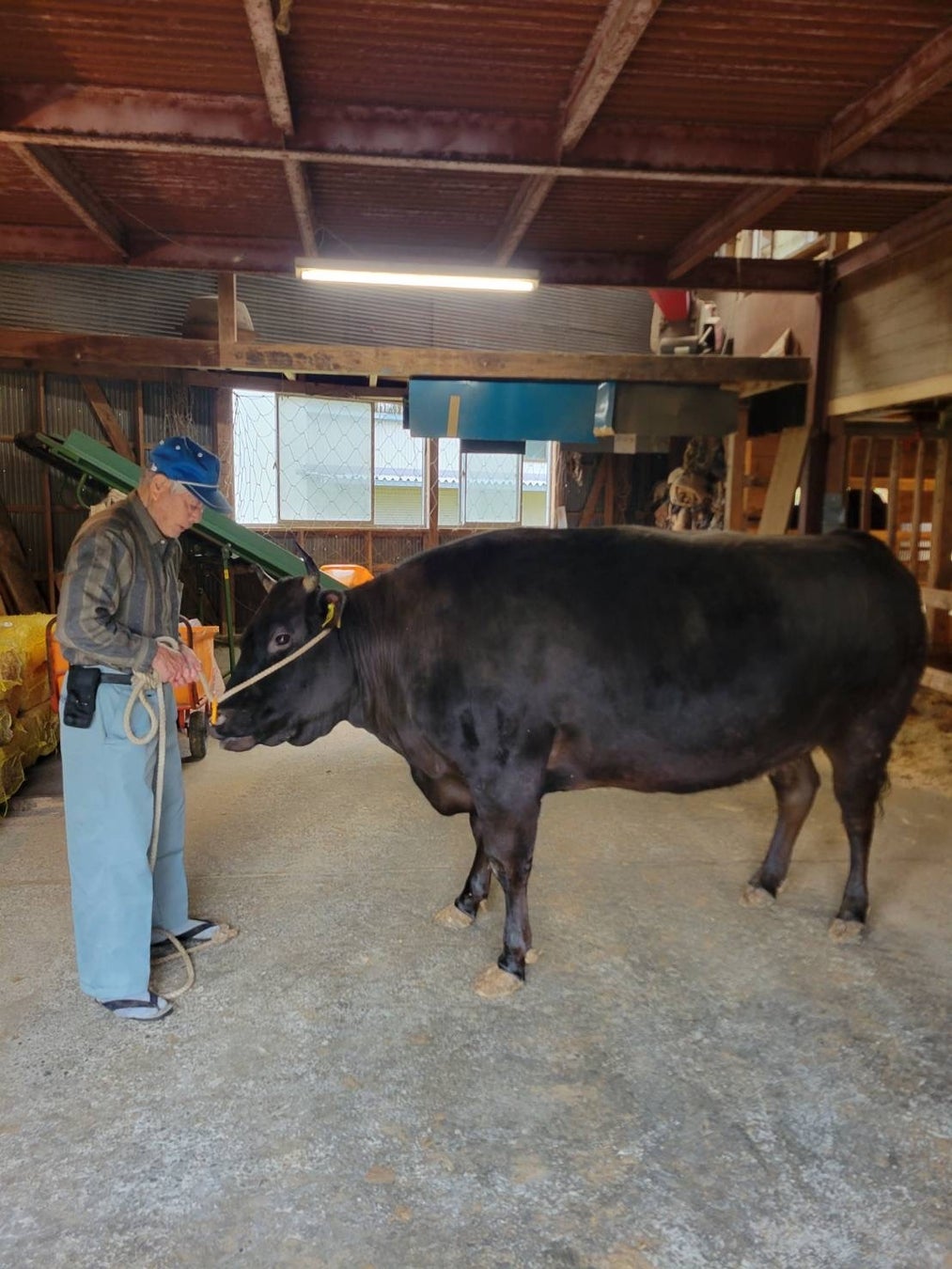 日本から消えゆく伝統肥育を未来へ