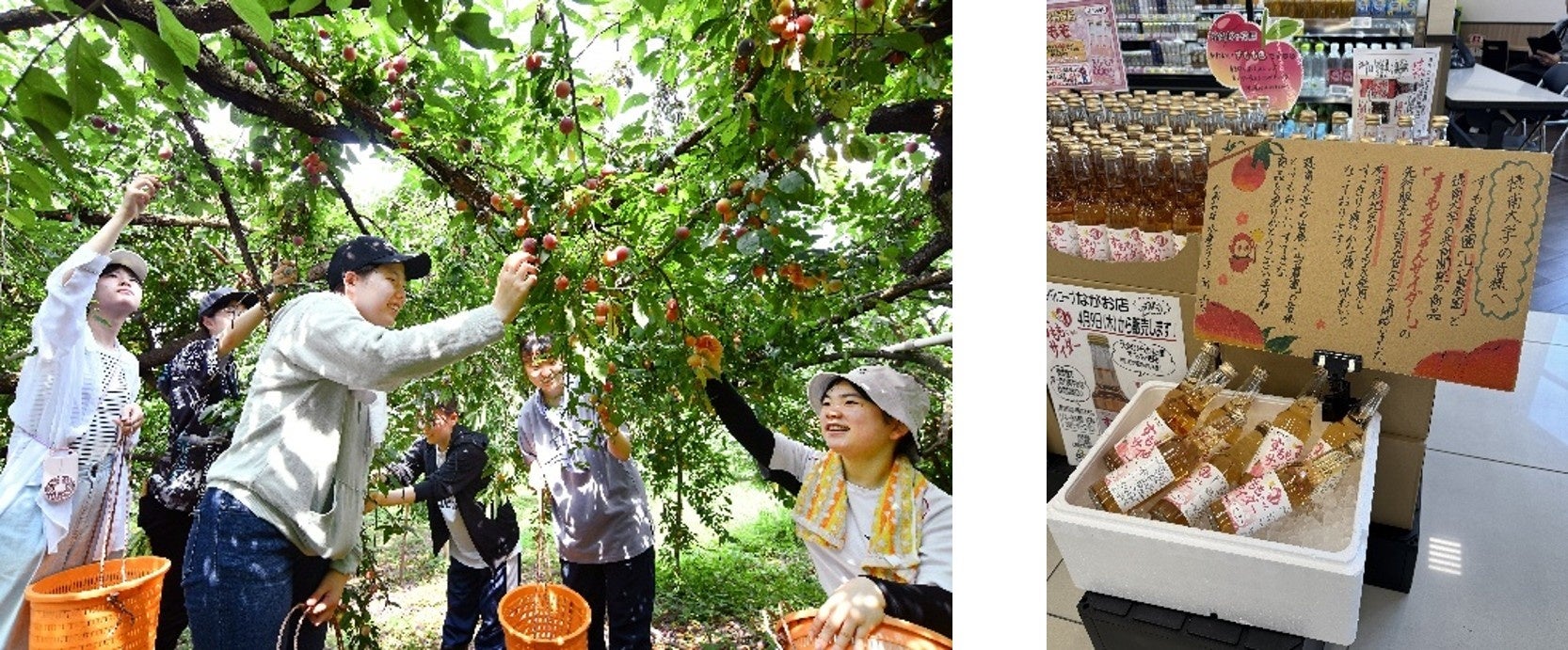 フルーツの風味と栄養をほぼそのまま楽しめるジュース『Vicca（ヴィッカ）』　福島県郡山市のふるさと納税返礼品として取り扱い開始
