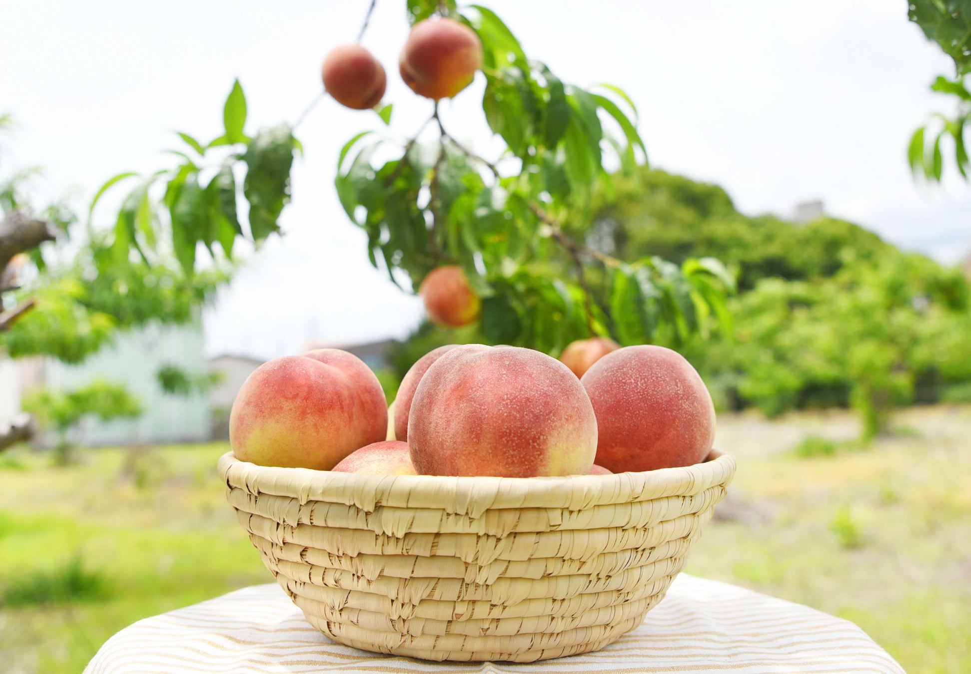 川西が誇る初夏の味「早生桃」今年も食べごろに / 兵庫県川西市