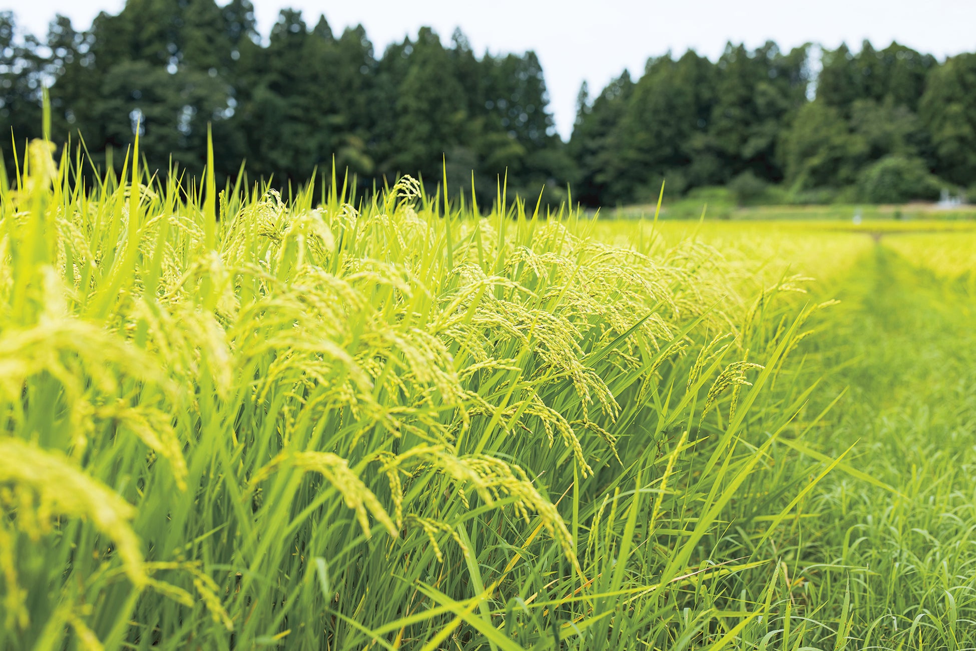【父の日は、和食鍋処 すし半へ】鱧や鰻など夏の味覚を詰め込んだ特別御膳で、感謝を伝えるひとときを。