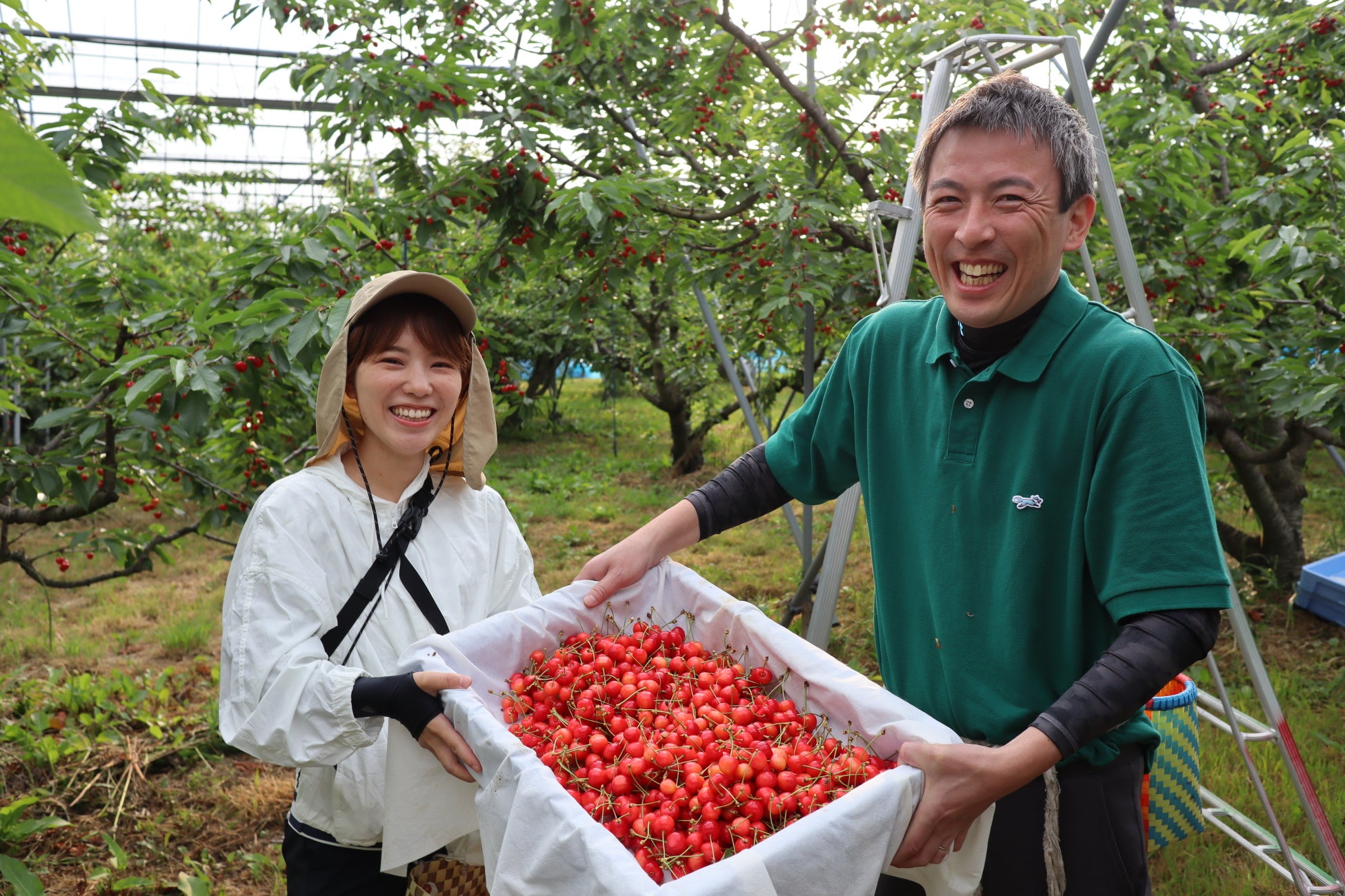 国産果実を使ったゼリー商品の販売を今後も継続するために、メリーチョコレート社員18名がCSVにチャレンジ人手不足に悩むサクランボの収穫現場を支援し約750㎏を収穫！