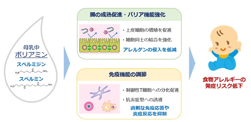 ハワイから日本初上陸！肉のバターと称される“ボーンマロー（牛骨髄）”を贅沢に使った極上バーガーと本格タコスが、阪急うめだ本店「ハワイフェア2026」に登場！