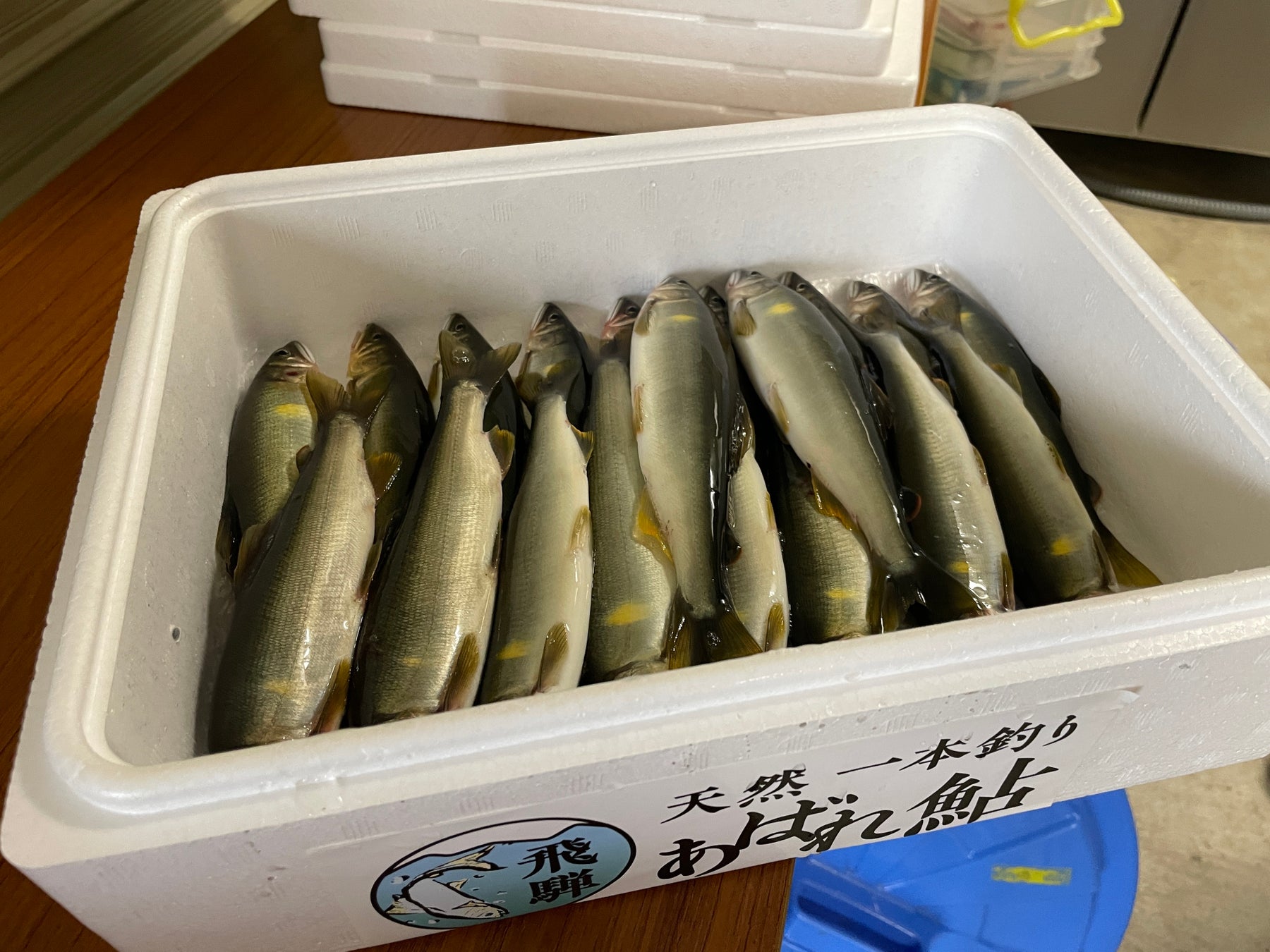豊洲へ、7年目。天然鮎「飛騨のあばれ鮎」—解禁初日から20センチ超、室田名人も唸る今年の出来。