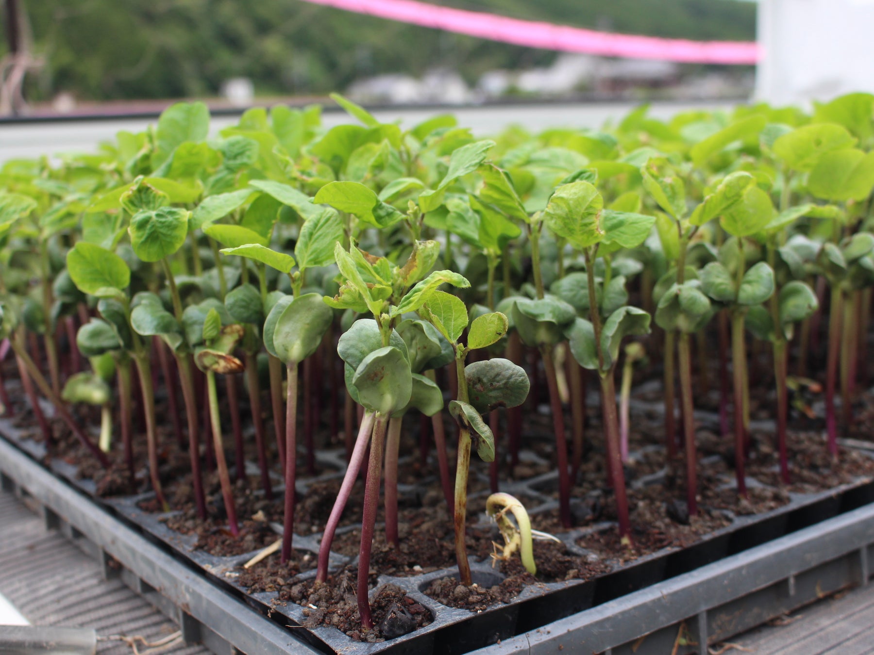 おせち料理にも欠かせない特産品　丹波篠山市発祥の「丹波黒」の植え付けが最盛期を迎えました