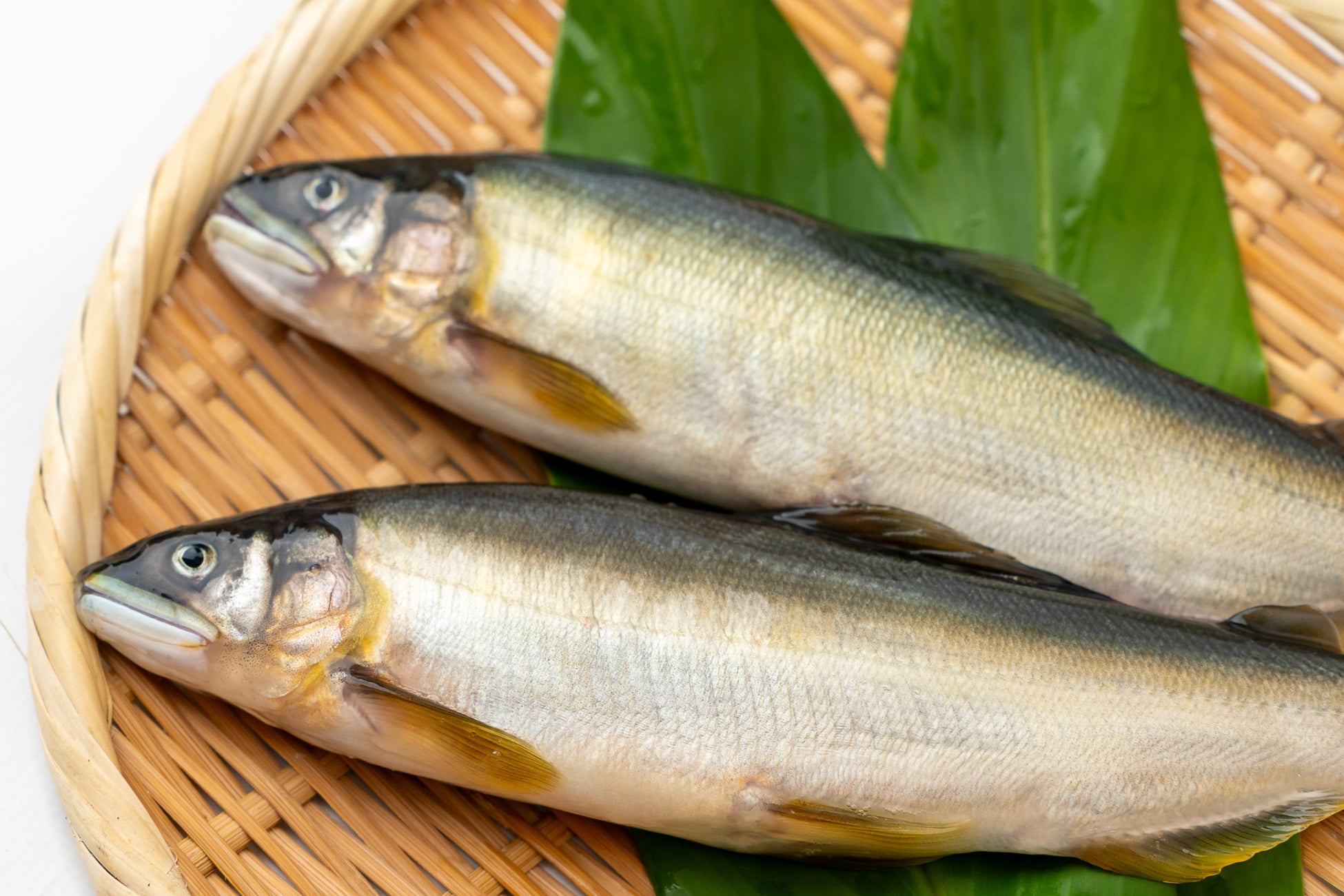高知県内最後の鮎養殖場を、食べて応援しよう！　ECサイト「高知かわうそ市場」で販売！
