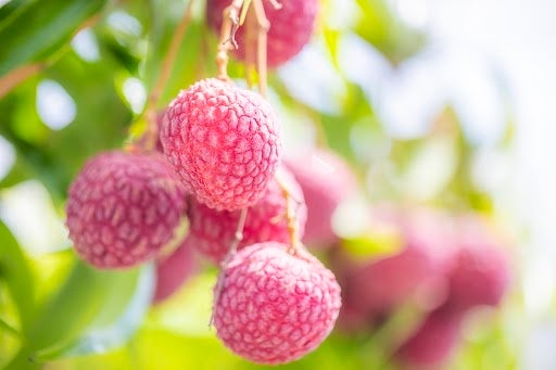 【阪急うめだ本店】夏バテ対策に。旬の果物やスタミナ食材が集結する「うめだマルシェ」を7月15日(水)より開催