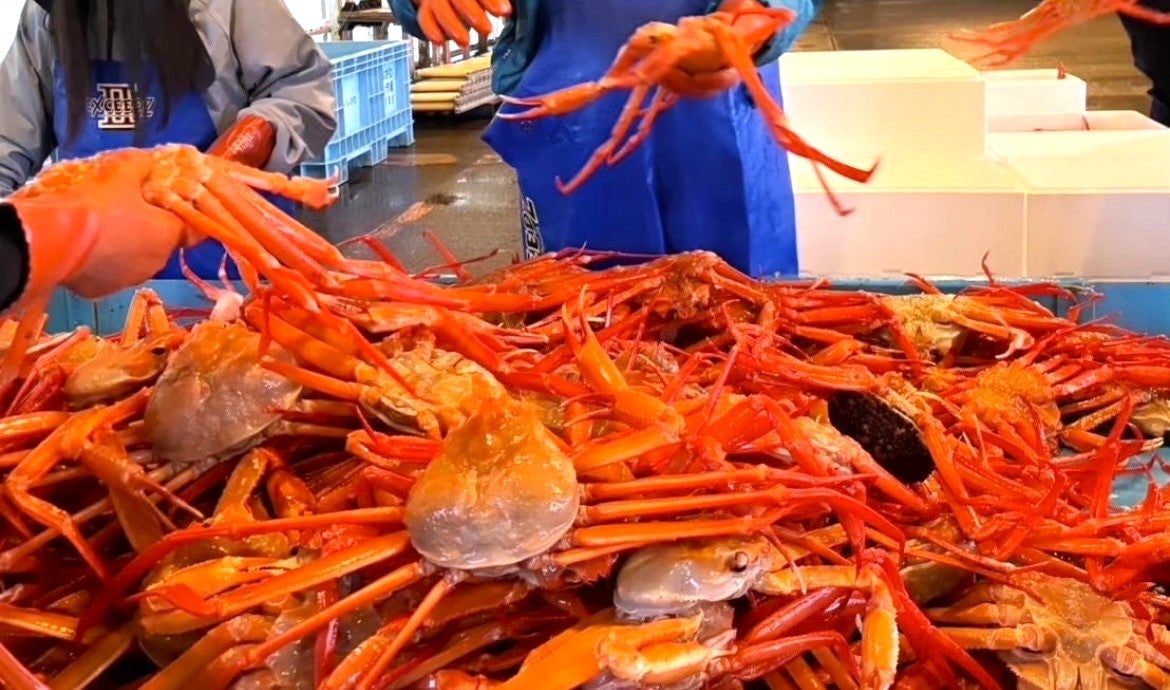 【能登半島地震 復興支援】輪島のカニ漁を救え！賞味期限の壁（生食で半日→4日）を突破する独自技術「LIV WATER」と最上級の鮮度維持「鬼絞め」を被災地へ