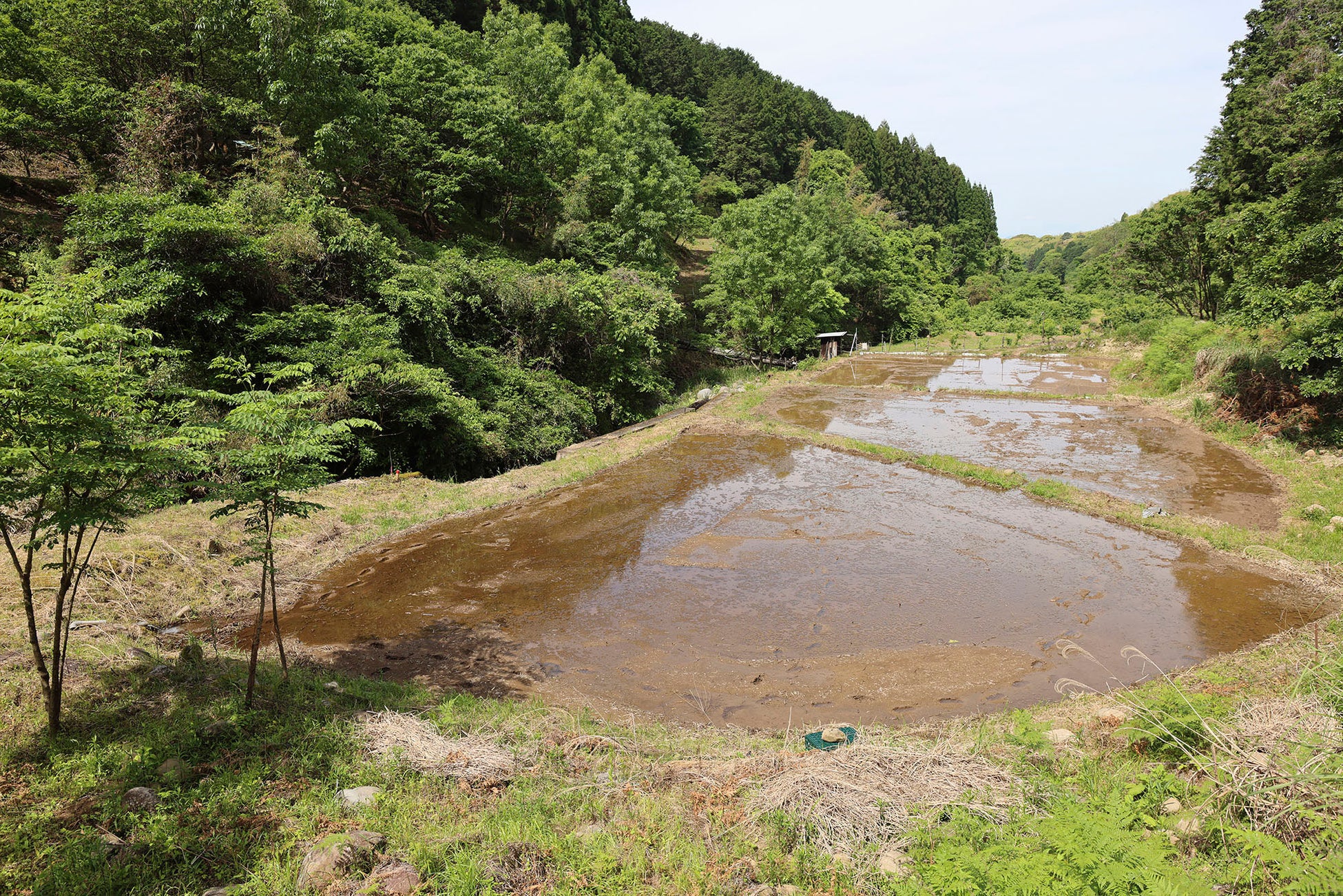 熊本県上益城郡益城町において湿地再生活動を開始