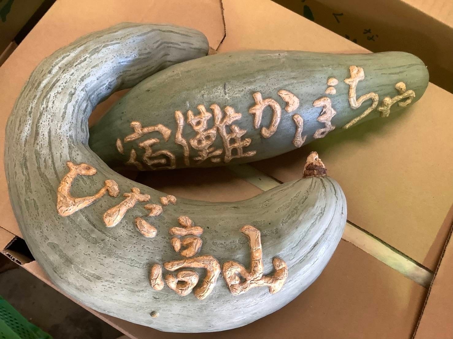 かぼちゃの表皮に「祝」などの文字が浮き出る──最高3万円、飛騨高山の伝統野菜「宿儺かぼちゃ」を長寿祝い・贈答品として初の本格販売