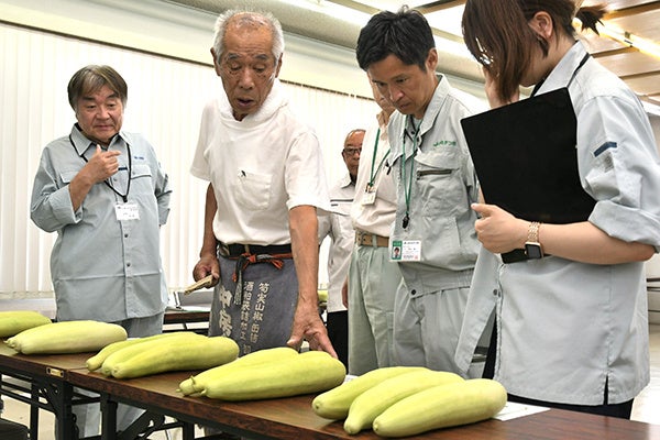 江戸時代から高槻で栽培される「服部越瓜（しろうり）」が収穫の最盛期を迎える