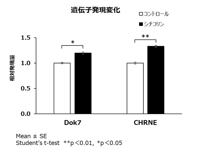 神経と筋の繋がりに着目した新たな運動機能ケアの可能性を示唆　シチコリンにより、神経筋接合部形成促進と運動神経の活動同期性が向上することを確認