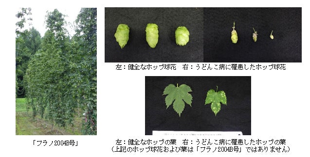 猛暑の夏に、和菓子で日本の秋を届けたい。東海でいち早く、今年収穫の新物「鳴門金時」を使った『黄金の鬼まんじゅう』を8月より期間限定販売